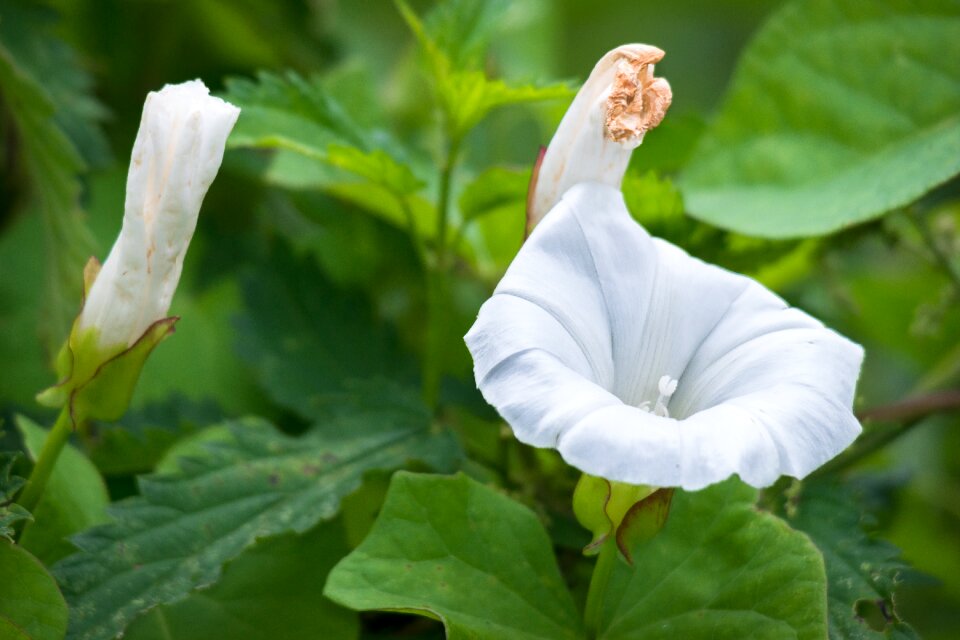 Bud farmland-winds white