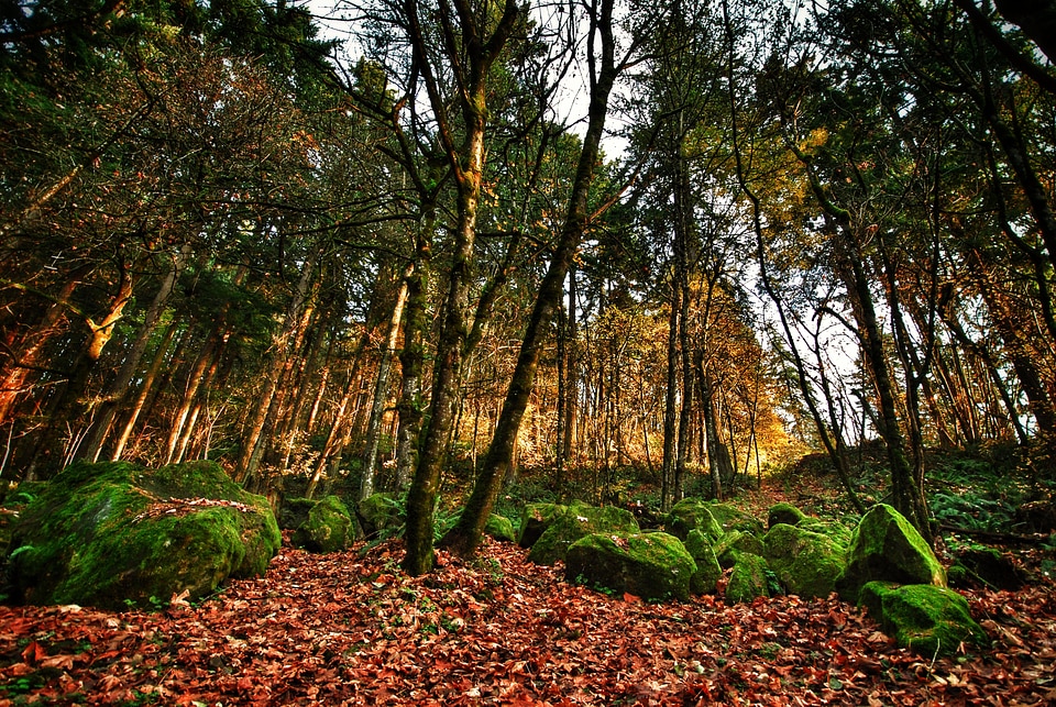 Leaves forest nature