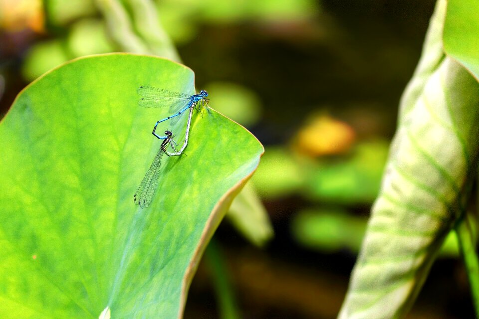 Pairing lily pad nature