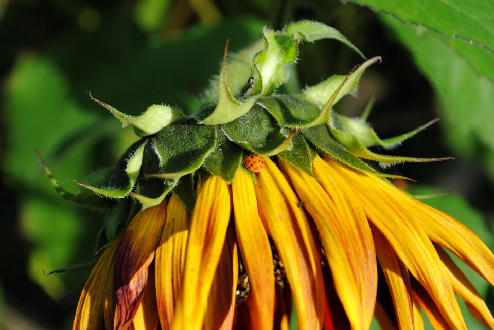 Orange ladybug flower