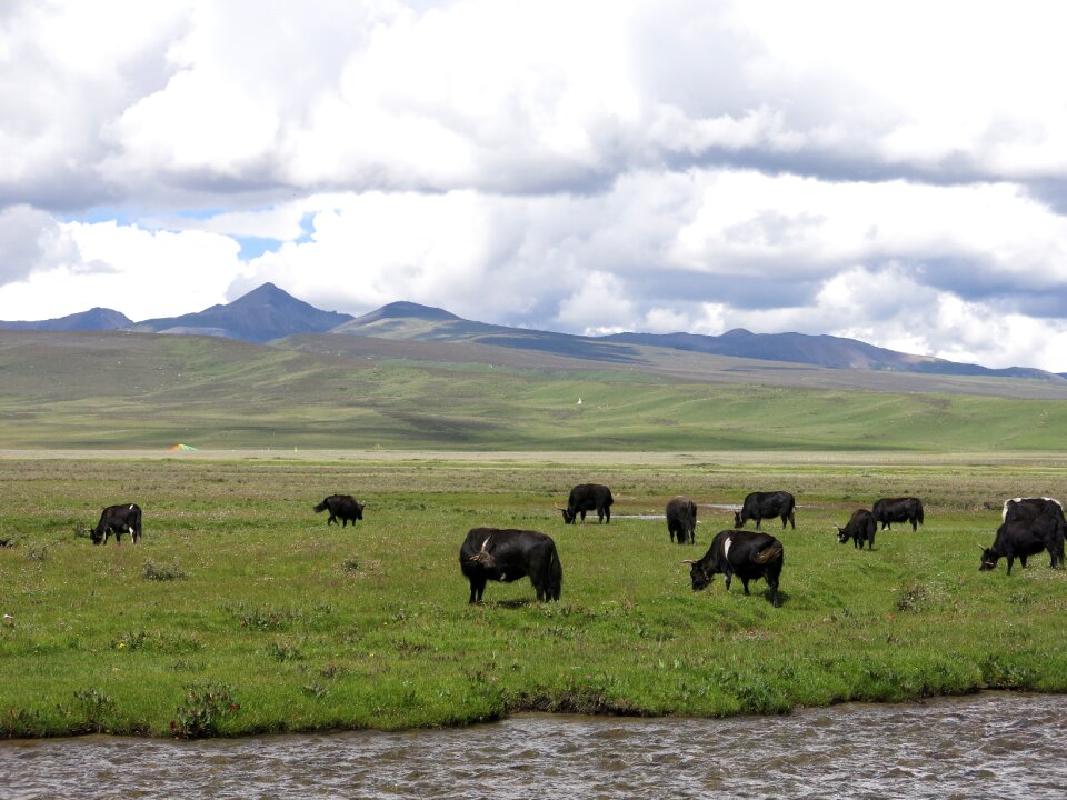 Herd of cattle litang county sichuan province prairie