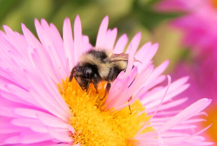 Flower insect pink bee photo