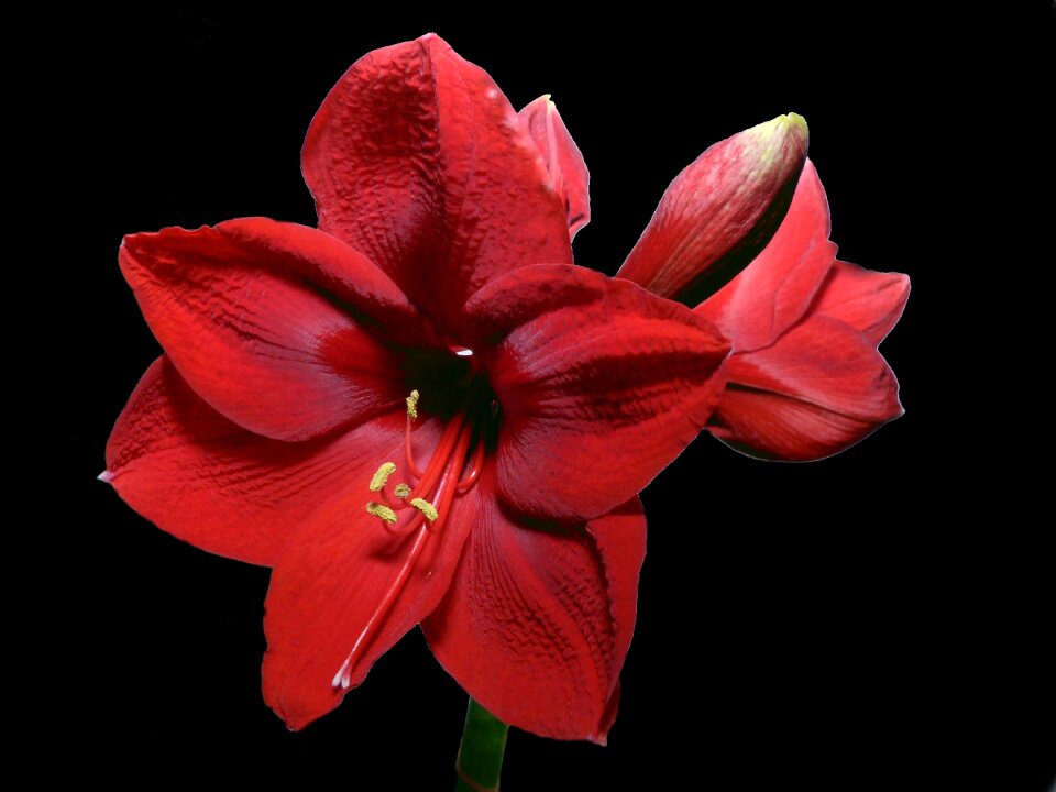 Red amaryllis amaryllis plant