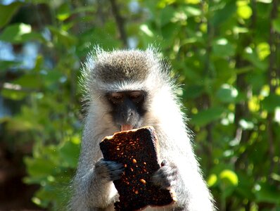 Wildlife toast wilderness