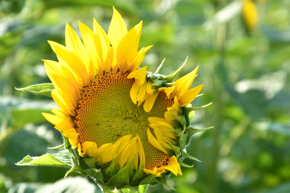 Yellow summer helianthus