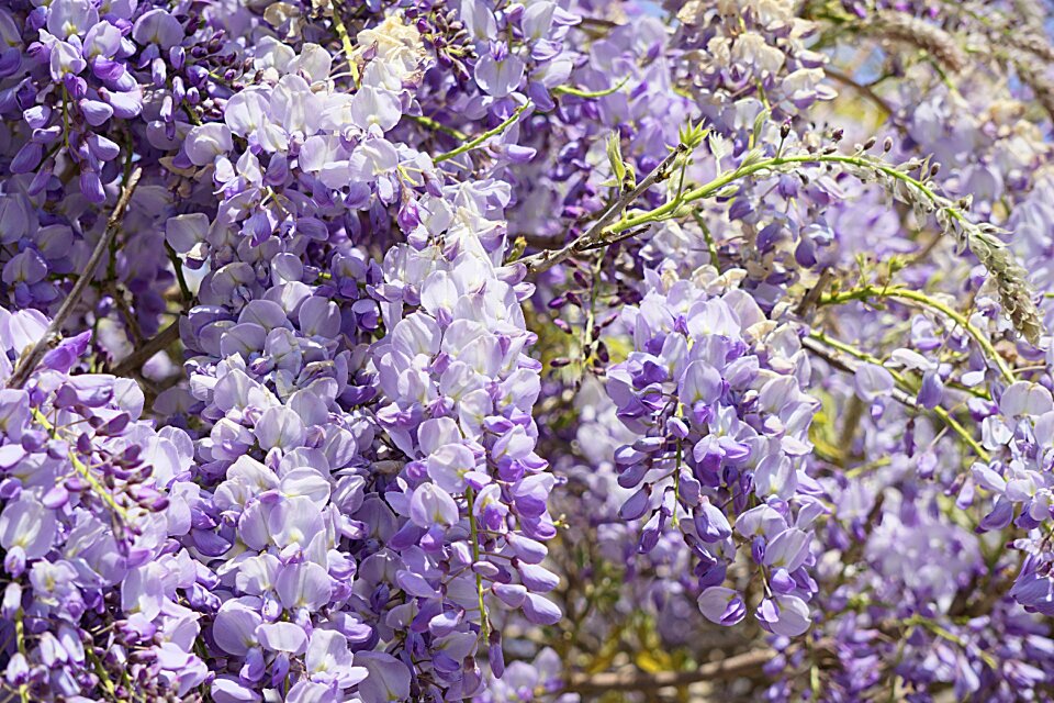 Flowering botany purple flowers