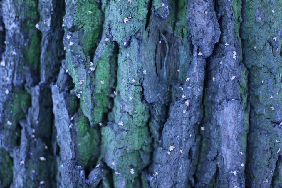 Background texture wood texture