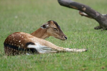 Peaceful forest animal lying