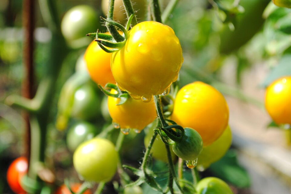 Vegetable fruit dew