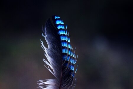 Wings plumage feathers