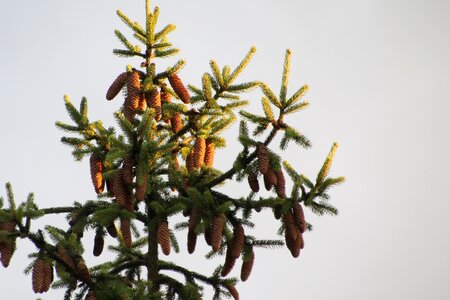 Crop brown nature