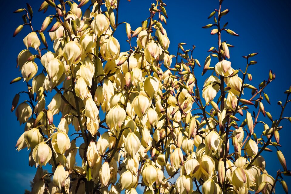 Bloom flora plant photo