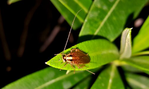 Insect bug insectoid photo