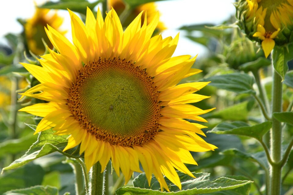 Yellow summer helianthus