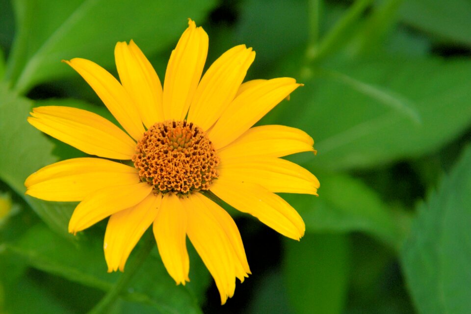 Yellow yellow flowers flower