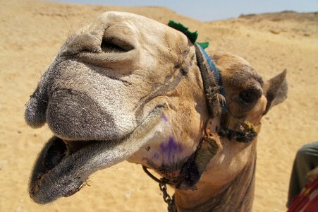 Desert ship camel riding desert photo