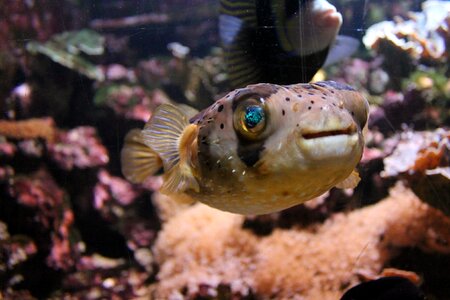 Aquarium eyes water