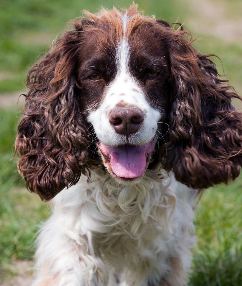 Spaniel springer spaniel english springer spaniel