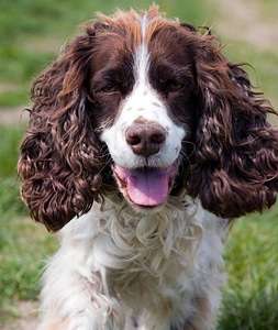 Spaniel springer spaniel english springer spaniel photo