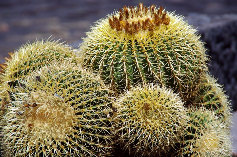 Cactus flowers thorns quills
