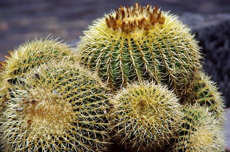 Cactus flowers thorns quills photo