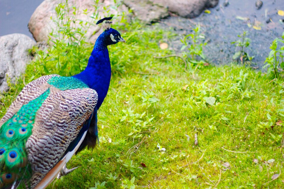 Animal blue wings