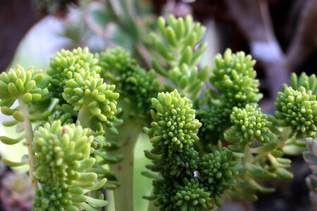 Succulent plant cactus houseleek photo