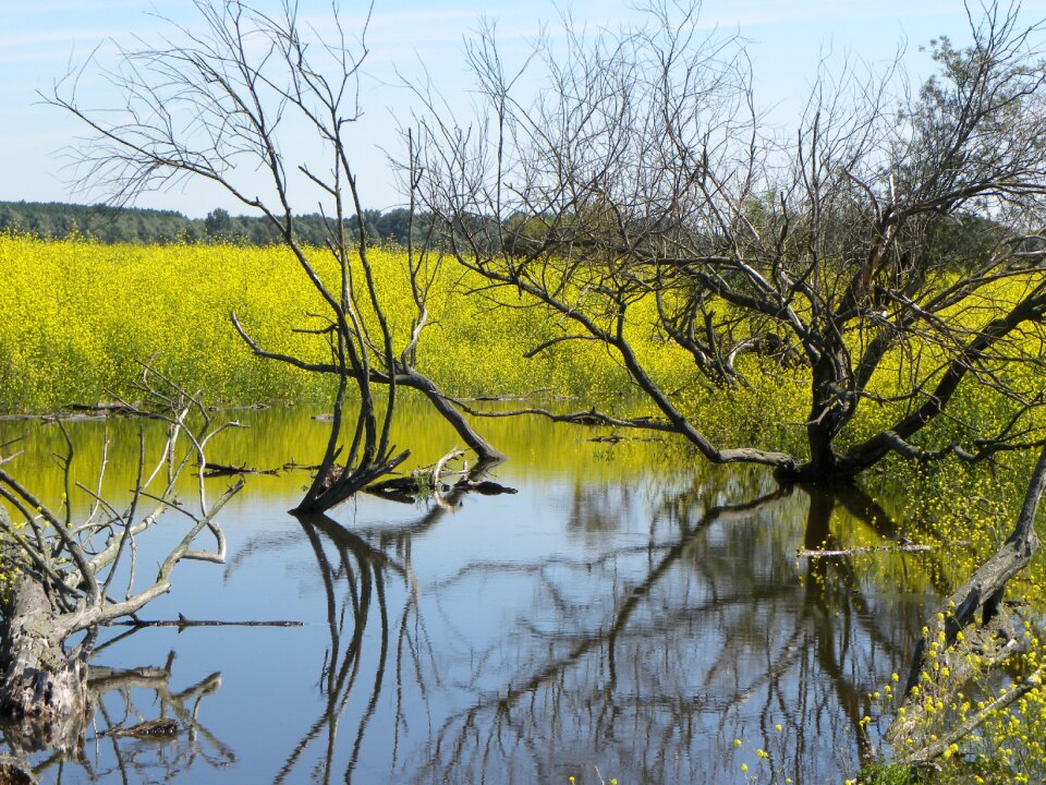 Nature water tree
