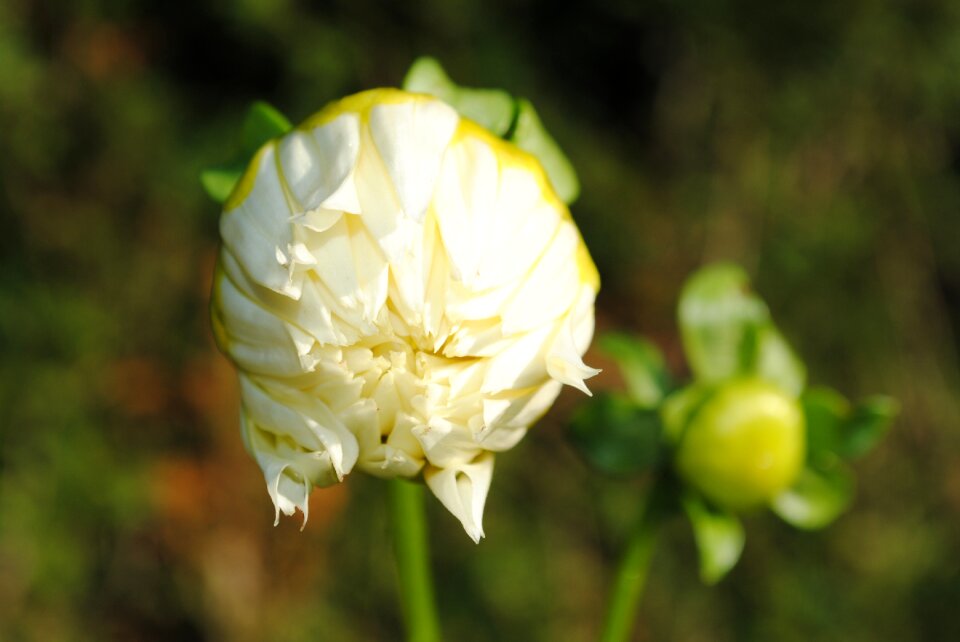 Flower garden spring