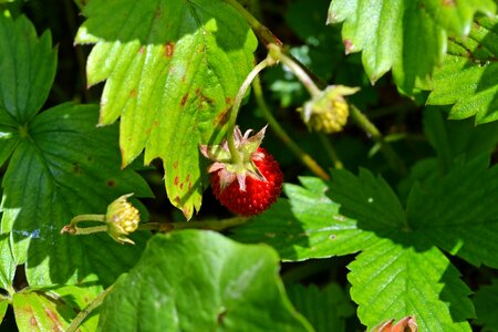 Berry ripe fruit