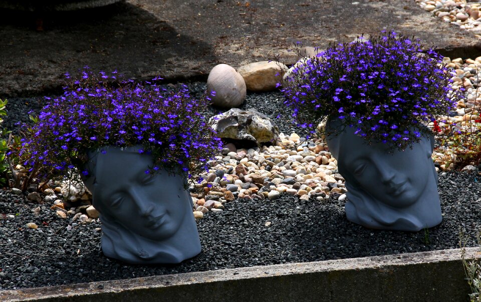 Flowers bloom flower pots