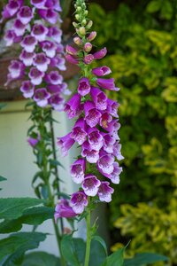 Flowers plant garden