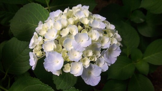 Gardening flowers comfort