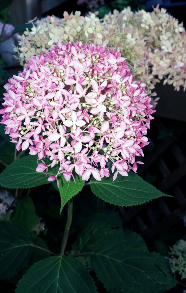 Invincibelle spirit hydrangea flower plant