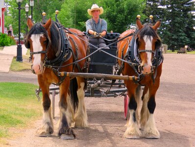 Carriage horse-drawn photo