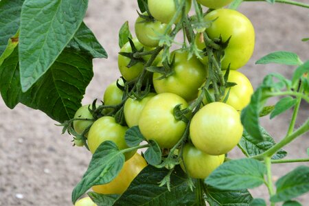 Immature garden nachtschattengewächs