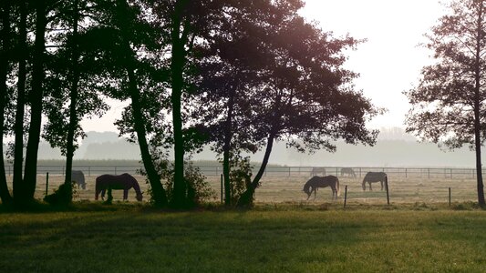 Morgenstimmung paddock horses