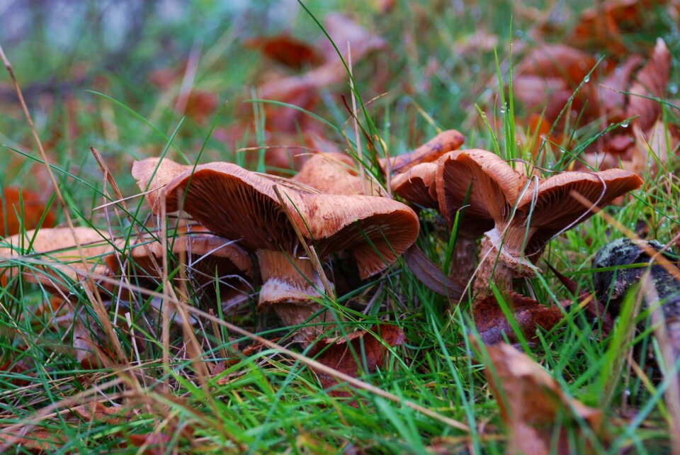 Autumn nature forest