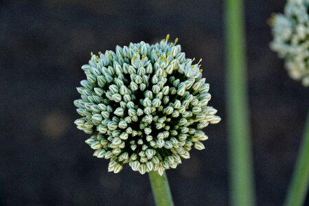 Bloom organic