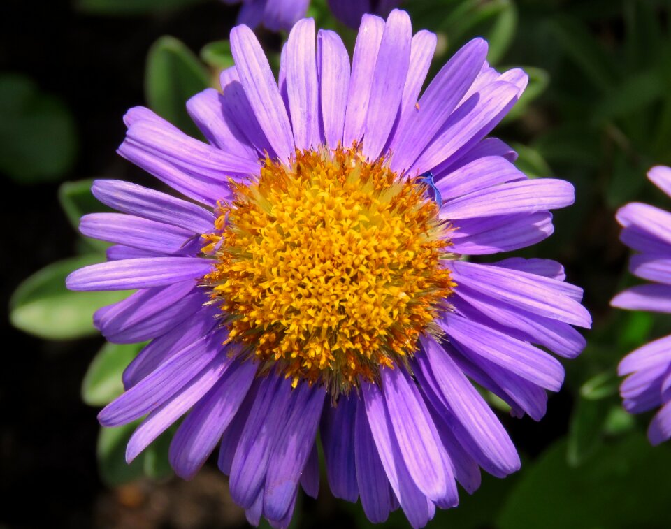 Aster purple