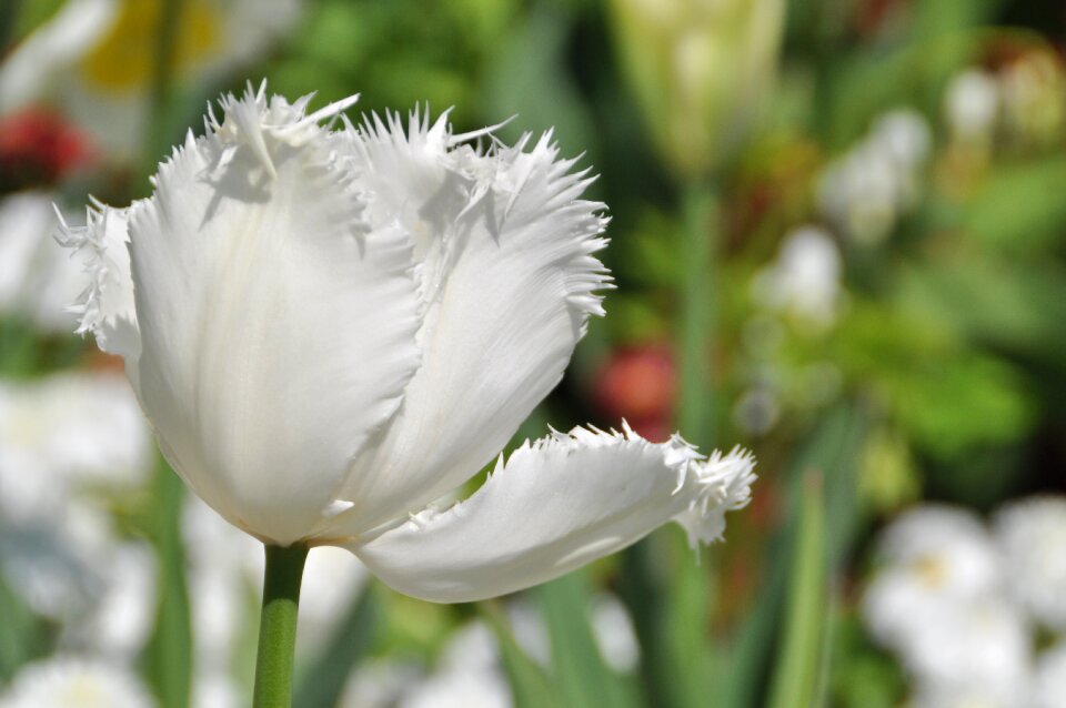 Blossom bloom noble tulip