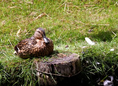 Animal water bird wild duck