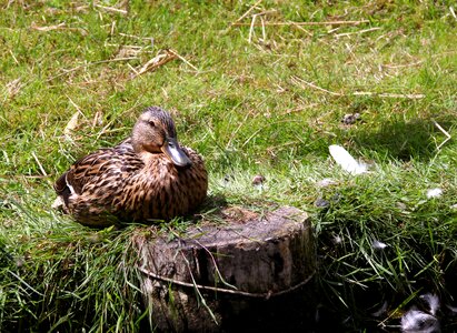 Animal water bird wild duck photo