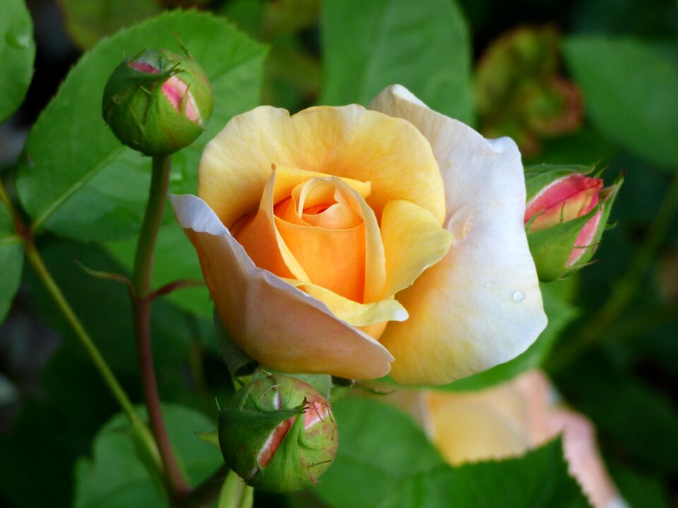 Flower blossom bloom