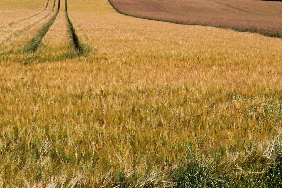 Oilseed rape agriculture arable