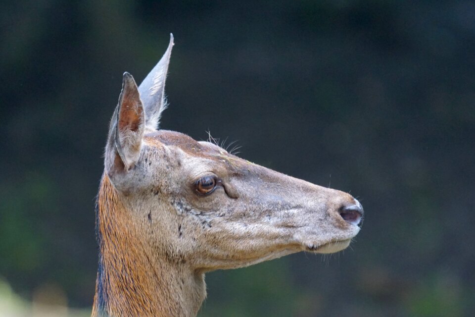 Hirsch wild wildlife park