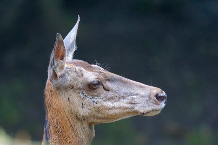 Hirsch wild wildlife park