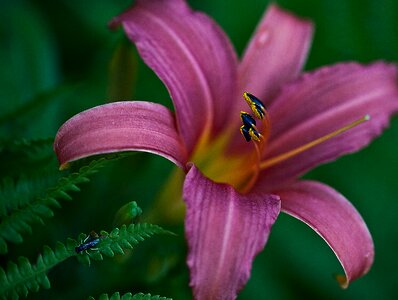 Plant boost petals photo