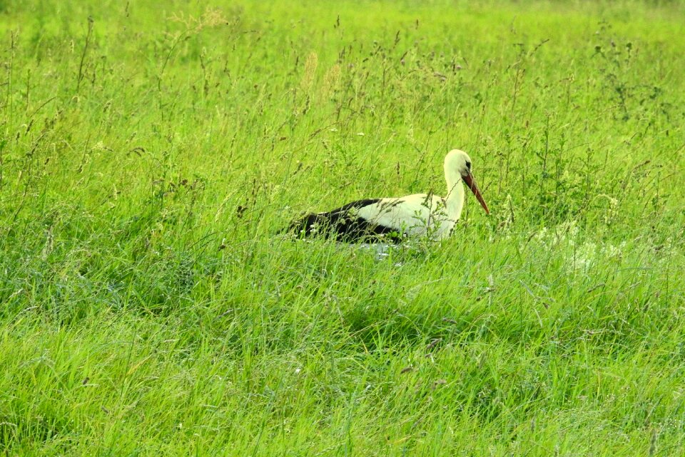 Meadow high grass adebar