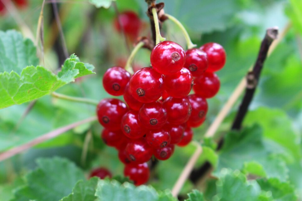 Ripe vitamins eat